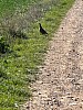 IMG_1015.jpg