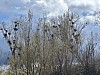 IMG_1299.jpg