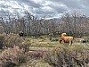 IMG_1515.jpg