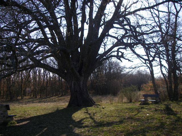 P3300921.JPG