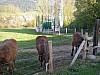 P4112455.JPG